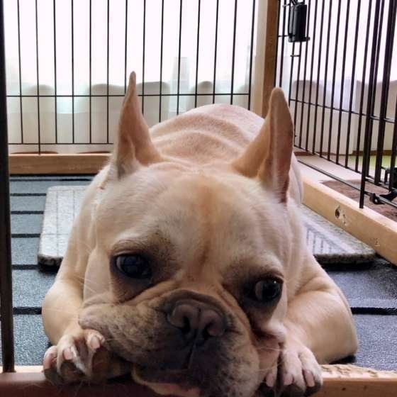 くつろぐフレンチ・ブルドッグ