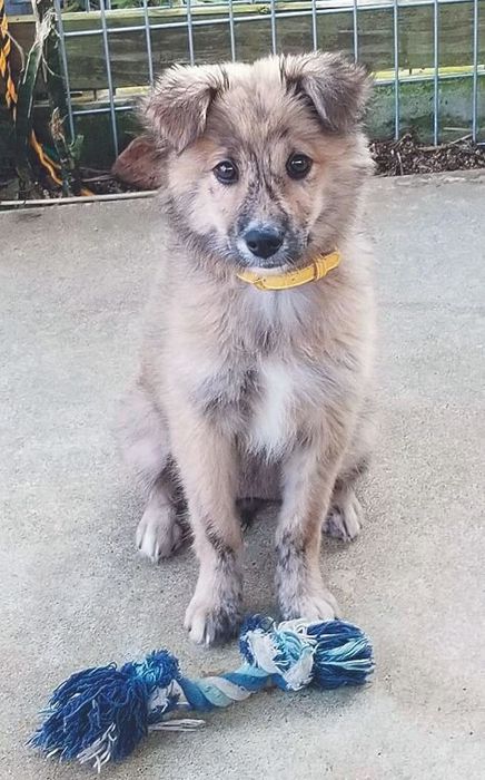 古川先生も同じく宮古島の保護犬を迎えました。子犬のころに保護されたトッティちゃん4才