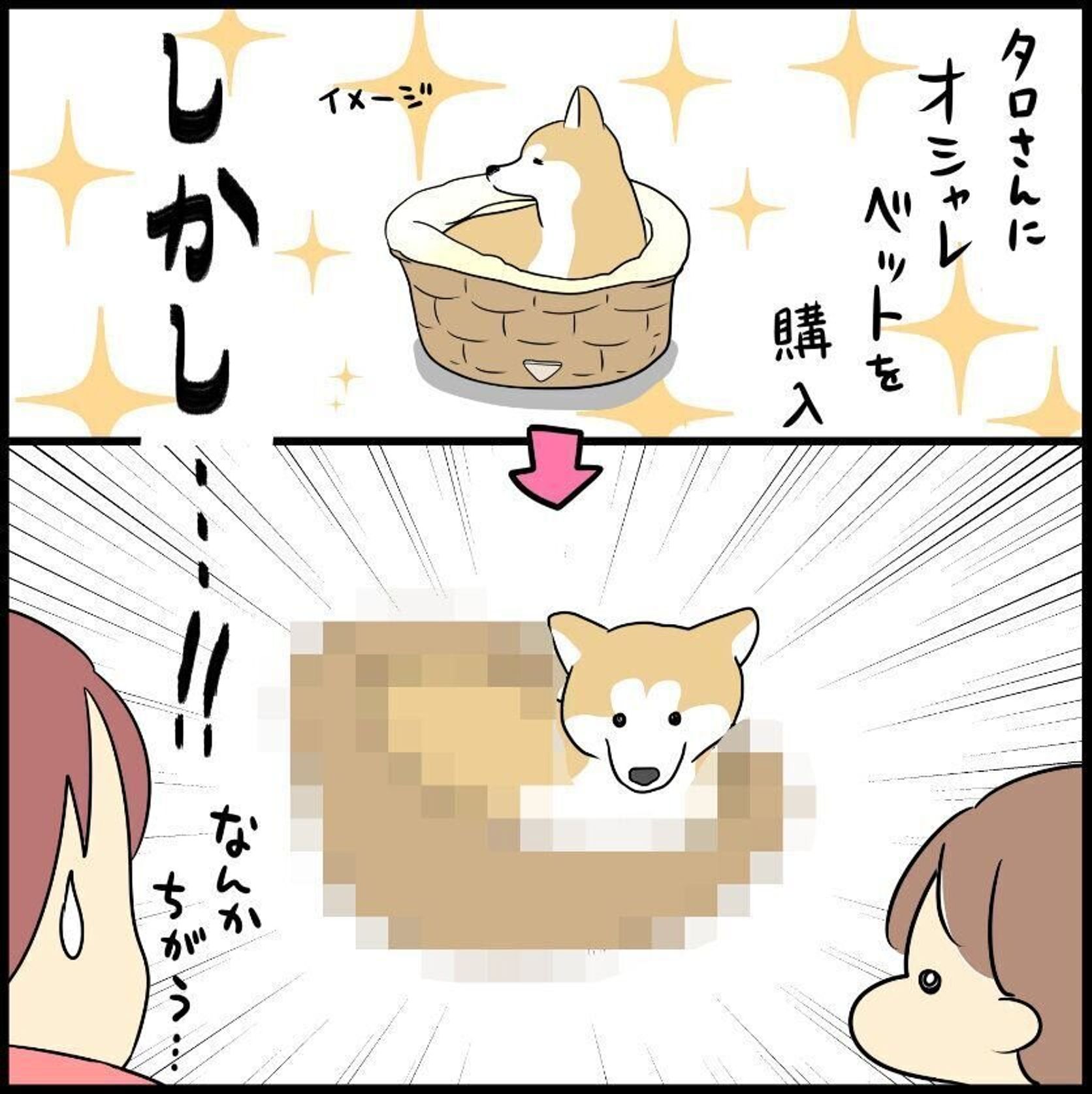 新しいオシャレベットに入る柴犬タロさん だんだん別の何かに見えてきた 連載 モフモフ柴とプニプニ娘 第99話 いぬのきもちweb Magazine 新しいオシャレベットに入る柴犬タロさん だんだん別の何かに見えてきた 連載 モフモフ柴とプニプニ娘 第99話 いぬのきもちweb Magazine