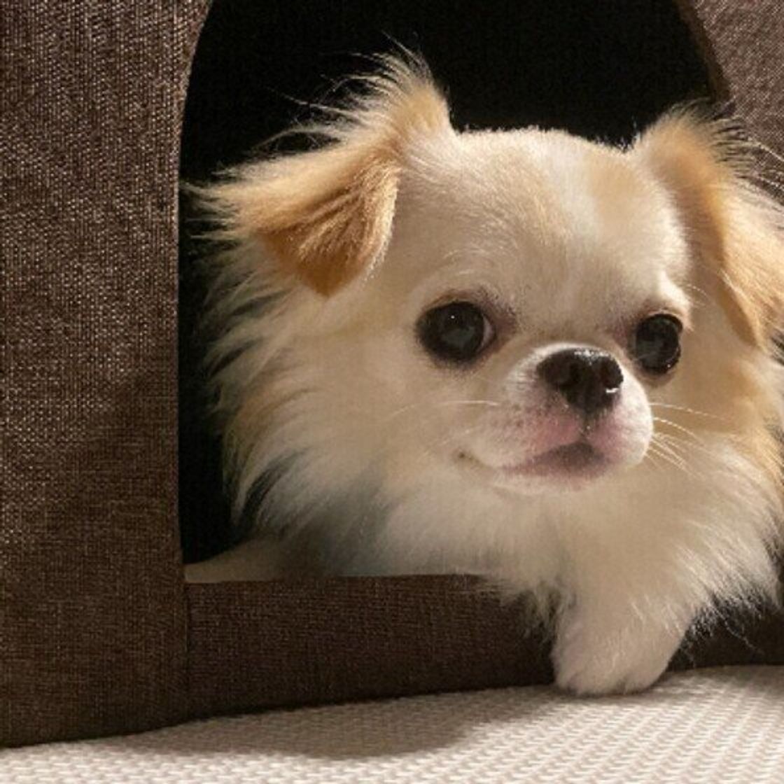 犬が家の中のどこかに 隠れる ときの心理とは 獣医師が解説 いぬのきもちweb Magazine 犬が家の中のどこかに 隠れる ときの心理とは 獣医師が解説 いぬのきもちweb Magazine