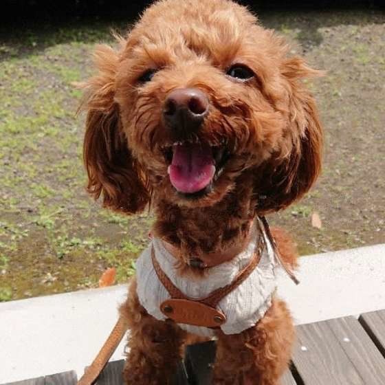 お散歩するトイ・プードル