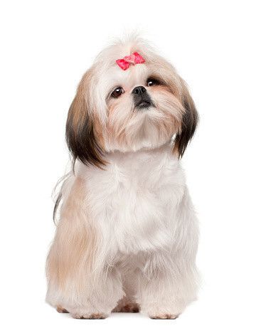 シーズー犬ページです♡ シーズーって みんなヘソ天するのかな🤔 うちの子は全員するよ笑