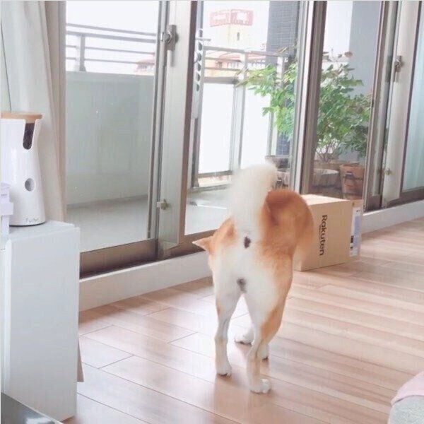 まったりするHaluくん