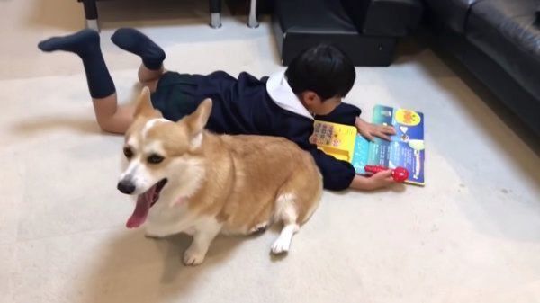 マイクの順番が回ってこないコーギー