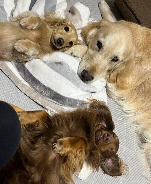 シンバくんとナラちゃんとれんくん