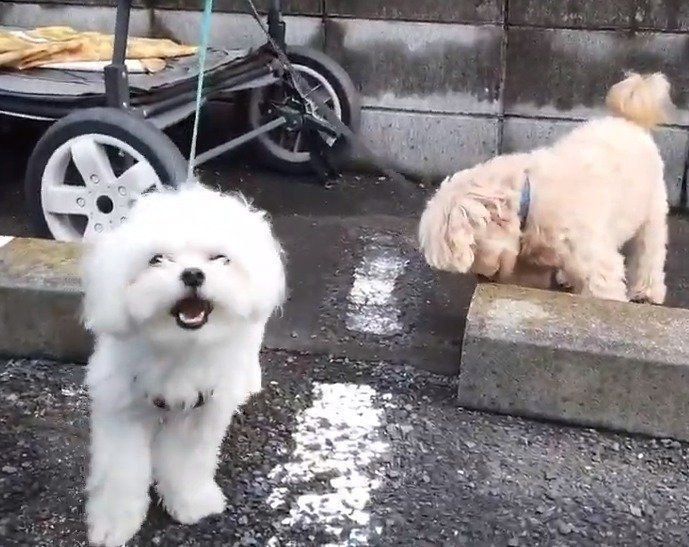 二匹のマルチーズ