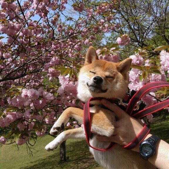 柴のこむぎちゃん