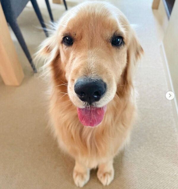 笑顔のコメちゃん