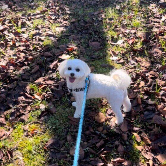 お散歩中のくぅちゃん