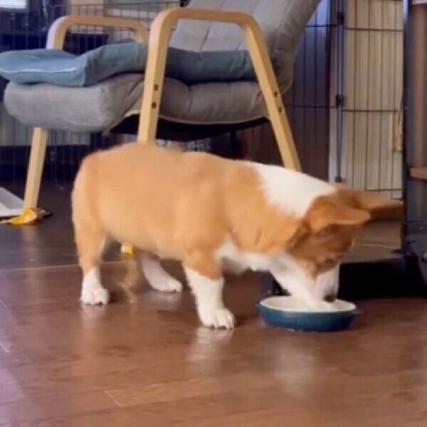 水が入ったボウルをチョイチョイとするむぎちゃん