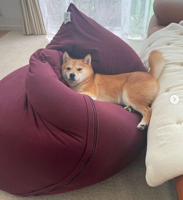 くつろぐこむぎくん