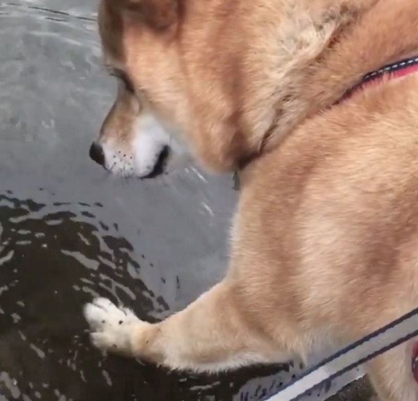 川に映る「お友達」を不思議がる柴犬