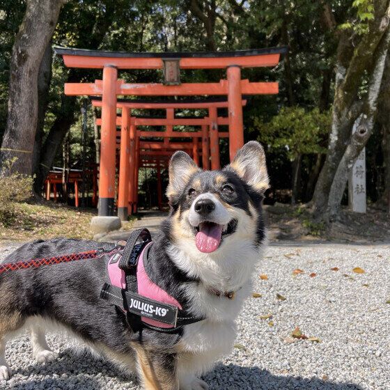 散歩するたびちゃん（ウェルシュ・コーギー・ペンブローク）