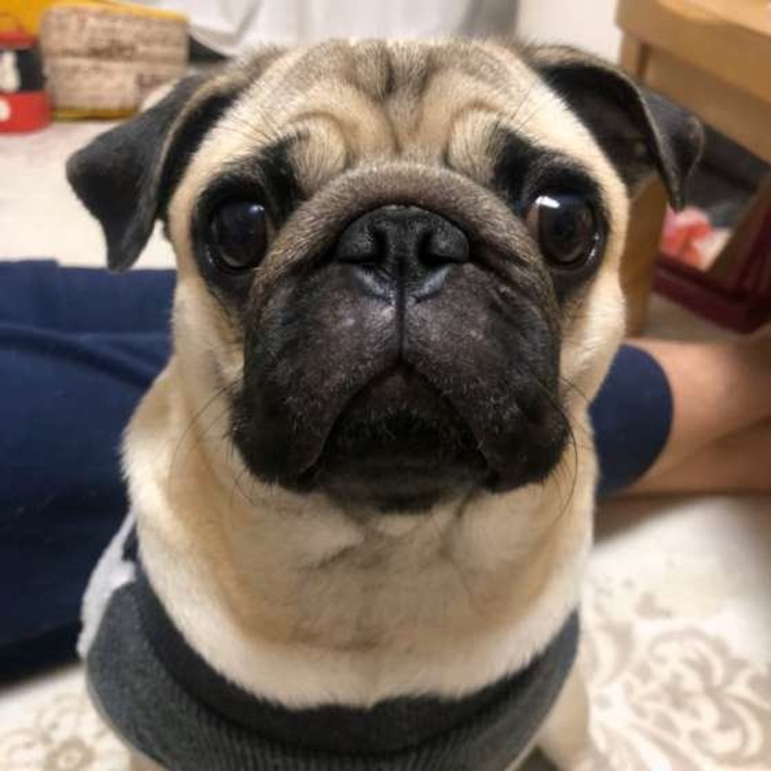 犬がなぜか体を飼い主にぶつけてくる 隠されたホンネとは いぬのきもちweb Magazine 犬がなぜか体を飼い主にぶつけてくる 隠されたホンネとは いぬのきもちweb Magazine