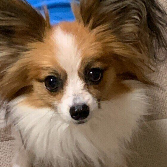 耳が茶色、顔の中心と胴体が白いパピヨンの顔アップ