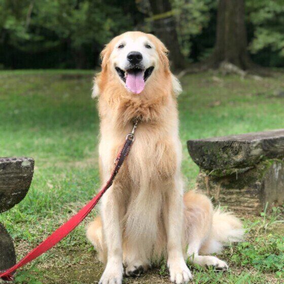 ゴールデン・レトリーバーのもおかちゃん