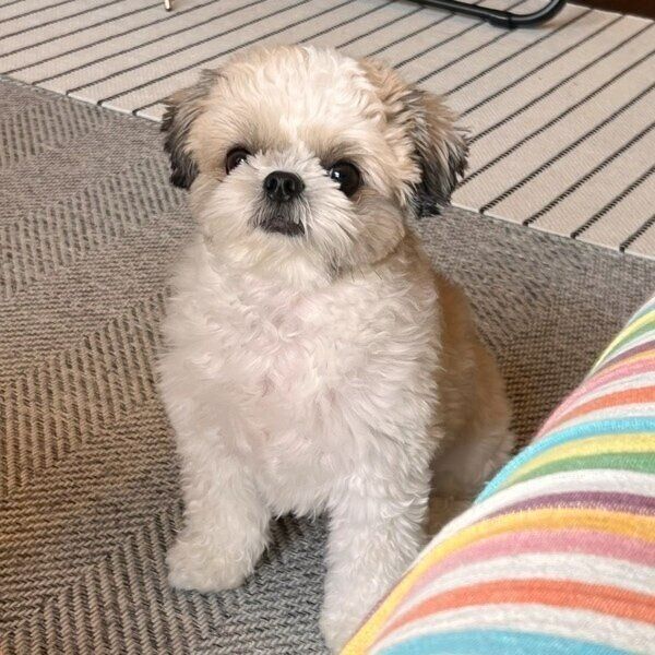 最近は少しだけぽっちゃり気味？