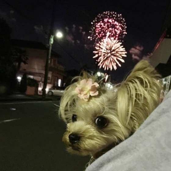 苦手な犬が多い雷と花火 怖いと感じる意外な理由 いぬのきもちweb Magazine