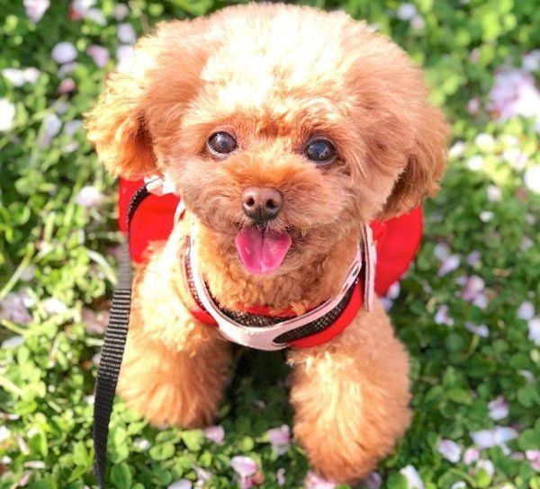 元繁殖犬・トイ・プードルのニコちゃん