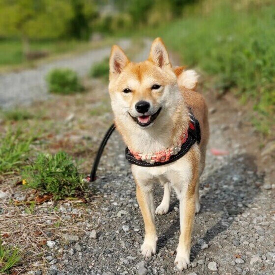 犬が熱中症を起こさないために飼い主が気をつけるポイントとは いぬのきもちweb Magazine 犬が熱中症を起こさないために飼い主が気をつけるポイントとは いぬのきもちweb Magazine