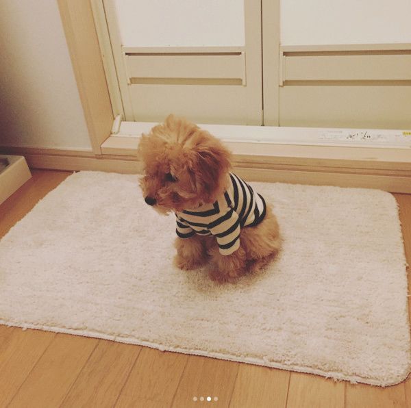 お風呂場で待つ犬