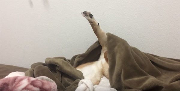 眠る柴犬