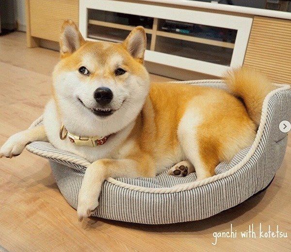 悪い顔をするこてつくん