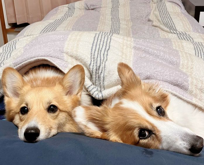 飼い主さんの布団でくつろぐ華ちゃん、麗ちゃん。