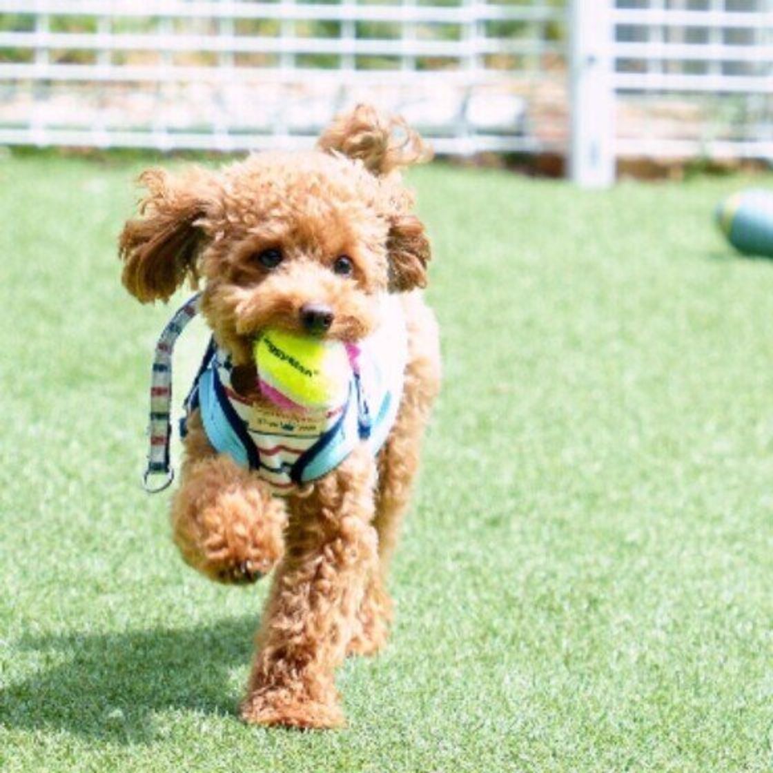 ボール遊び をしたときの犬の反応 くわえて持ってきてくれるコに見られる特徴は 獣医師解説 いぬのきもちweb Magazine ボール遊び をしたときの犬の反応 くわえて持ってきてくれるコに見られる特徴は 獣医師解説 いぬのきもちweb Magazine