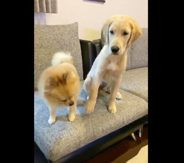 ぽん吉くんの頭に「お手」をするらん丸くん