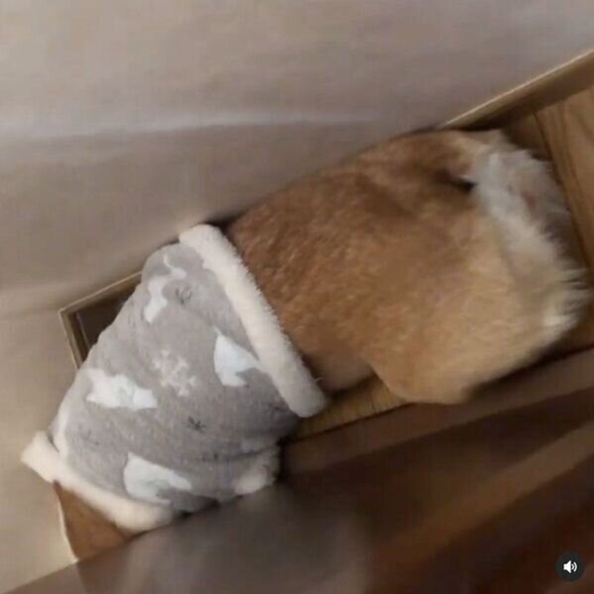 かまってもらえず拗ねるコーギーを覗いたら 上目遣いの怒った表情が可愛すぎた いぬのきもちweb Magazine かまってもらえず拗ねるコーギーを覗いたら 上目遣いの怒った表情が可愛すぎた いぬのきもちweb Magazine