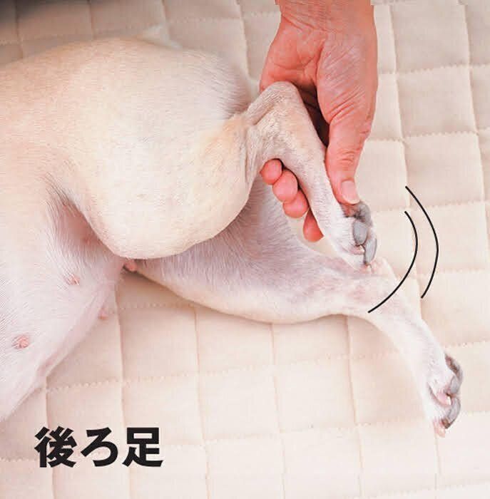 後ろ足