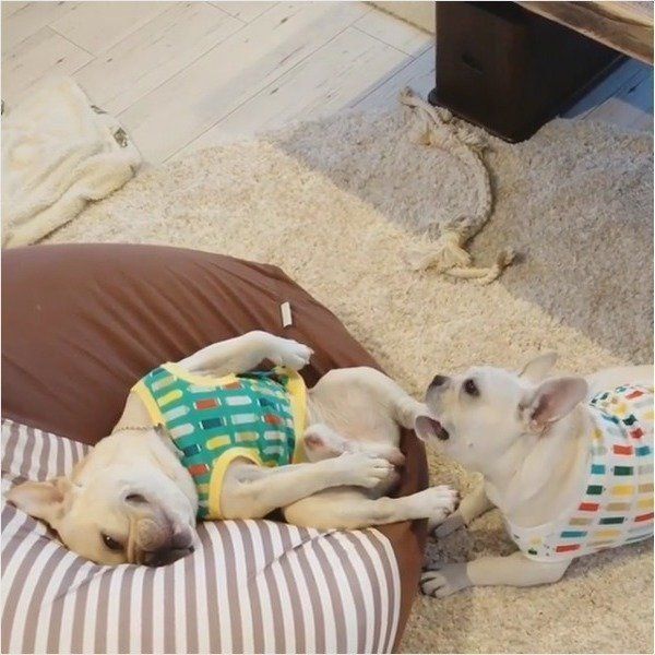 フレンチ・ブルドッグ