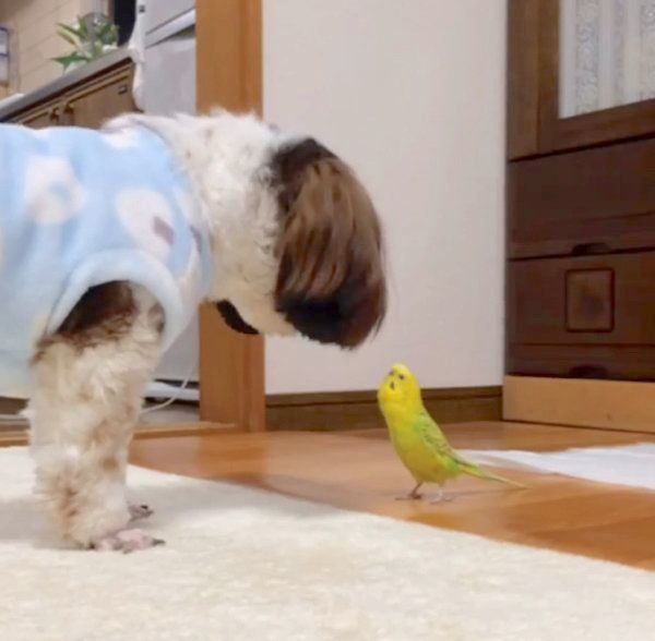 インコに遊ばれるシー・ズー