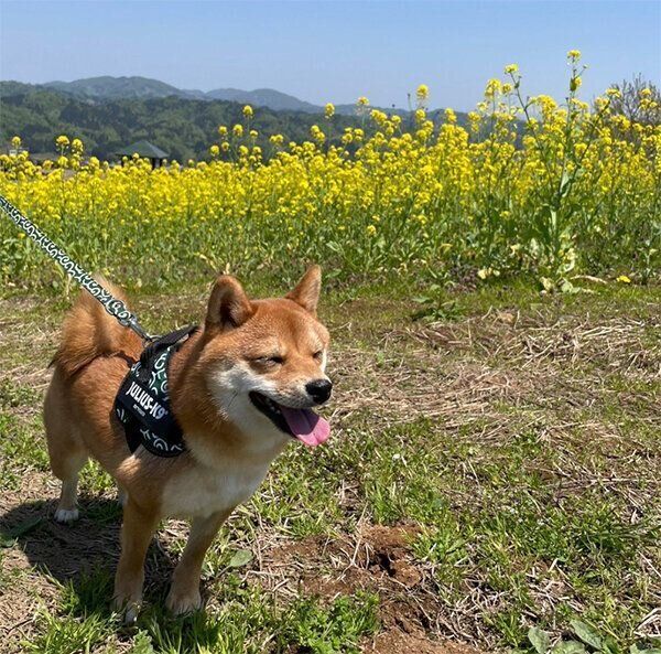 散歩するもなかちゃん