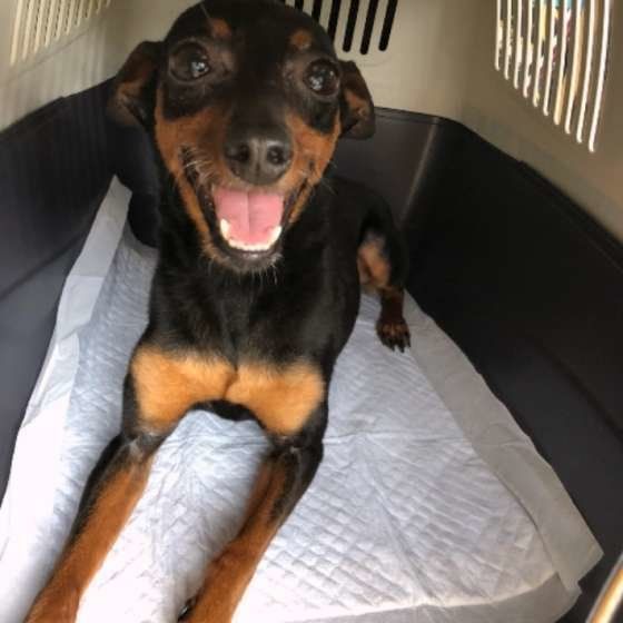 ミニチュア・ピンシャー