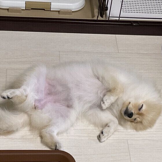 床に転がるポメラニアンのいとちゃん