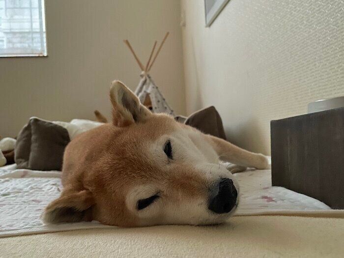 眠いマロたん