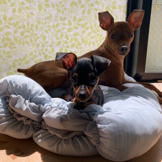 なかよしピンシャー