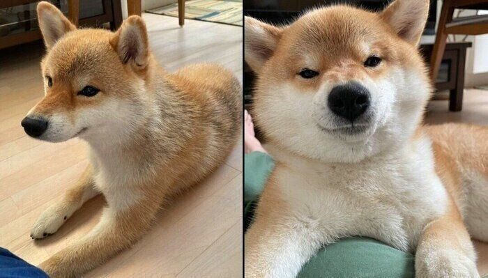 別犬のようなマヤちゃん