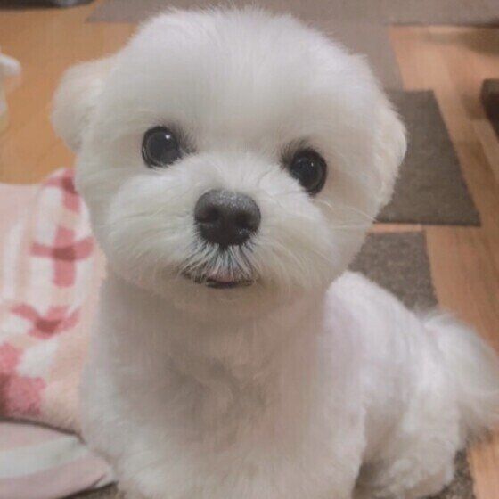 「濡れた犬の毛を乾かさない」のはなぜNG？ 乾かし残しがあると起こるデメリット いぬのきもち 