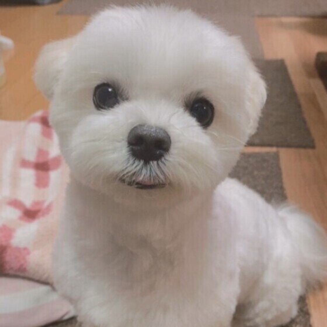 濡れた犬の毛を乾かさない のはなぜng 乾かし残しで起こるデメリット いぬのきもちweb Magazine 濡れた犬の毛を乾かさない のはなぜng 乾かし残しで起こるデメリット いぬのきもちweb Magazine