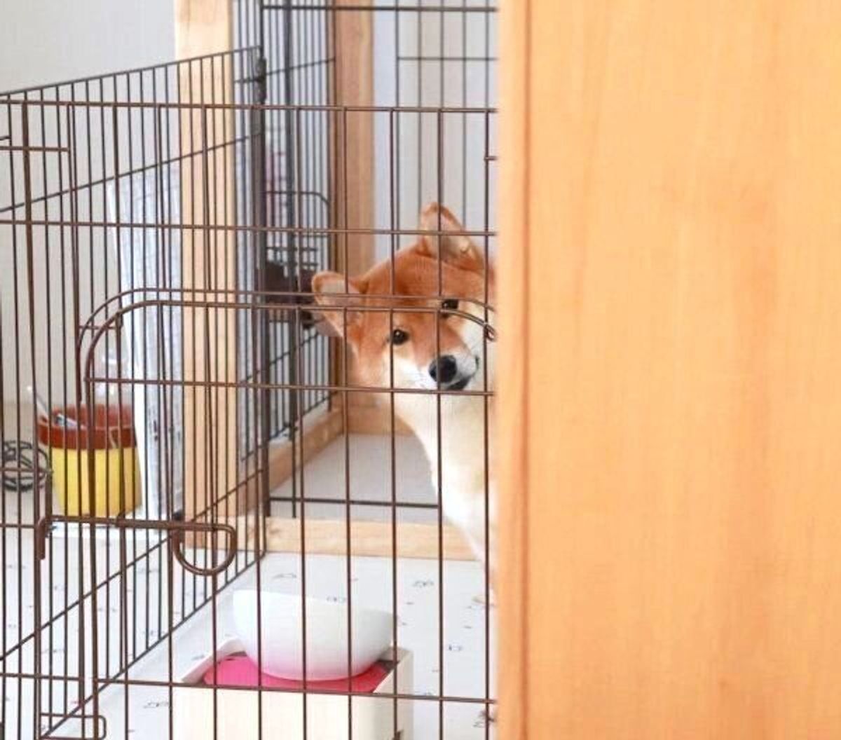 ごはんを食べ終えて飼い主さんに 熱烈な視線 を送る柴犬 愛らしい行動の理由にほっこり いぬのきもちweb Magazine ごはんを食べ終えて飼い主さんに 熱烈な視線 を送る柴犬 愛らしい行動の理由にほっこり いぬのきもちweb Magazine