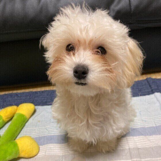 カメラを見上げる小型Mix犬