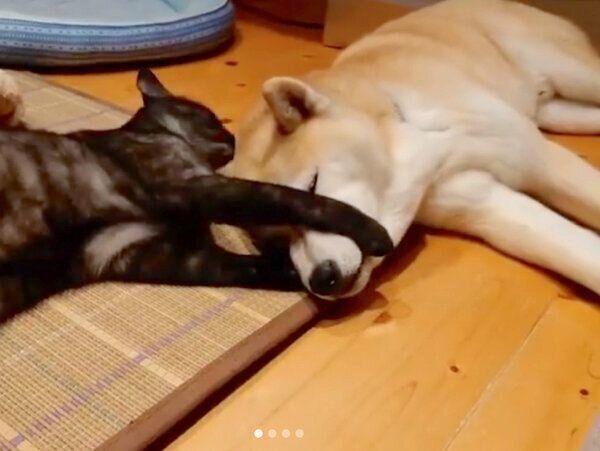 蘭丸くんの毛づくろいをするすずちゃん