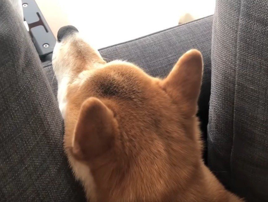 クッションにすっぽりな犬