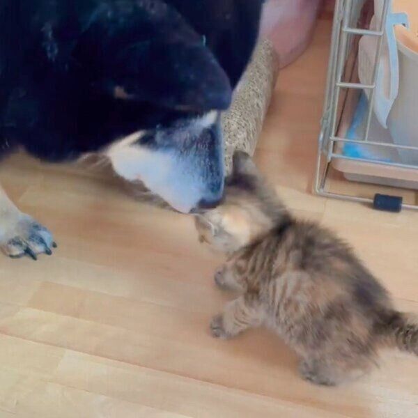 子猫とコミュニケーションをとる富士ちゃん
