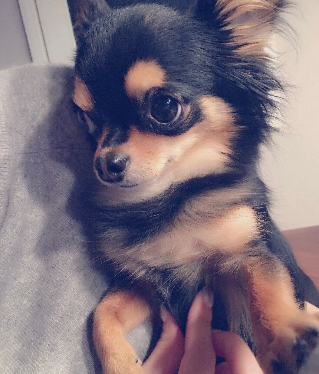 先代犬のニゴくん