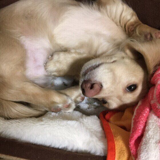 まったりするカニーンヘン・ダックスフンド