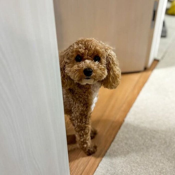 ドアからのぞくチュウィちゃん